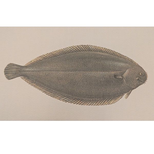 Hovedbilde Litografi - Sjøtunge